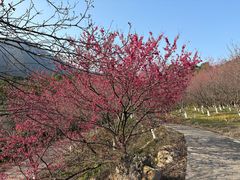 -福清灵石山国家森林公园