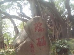 -瑞丽独树成林风景区