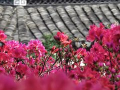 -老门东历史文化街区