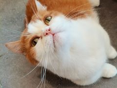 -飞行喵MR PILOT|猫舍·猫咖(静安大融城店)
