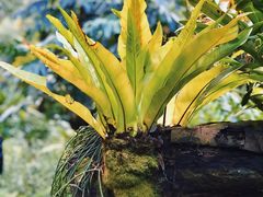 -深圳仙湖植物园