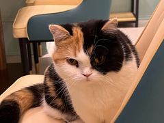 -安格丽娜·狗咖·猫咖羊驼咖(春熙路百盛商场店)