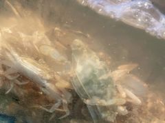 -喜多鲜生海鲜自助(无锡旗舰店)