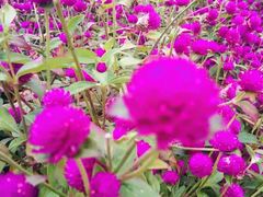 -紫海香堤香草艺术庄园