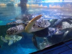 -烟台海昌鲸鲨海洋公园