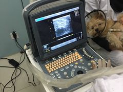 -中农大我爱我爱24h动物医院·中医针灸·猫专科·骨科医疗中心(双井店)