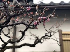 -中村藤吉(本店)