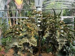 -深圳仙湖植物园