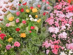 -双季花艺园艺市场(浦东店)