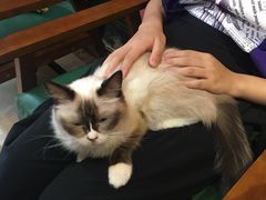-猫色咖啡·猫咖