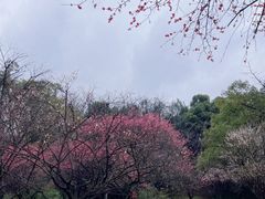 -杭州植物园