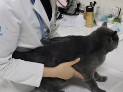 -美联众合动物医院·24h转诊中心