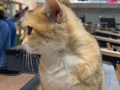 -Heymao猫咖.咖啡厅(东门店)
