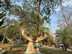 -瑞丽独树成林风景区