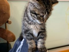 -平行世界·猫咖(首经贸店)