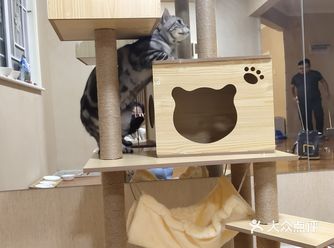 新开的猫舍工作室，老板是两个小姐姐，都很喜欢猫