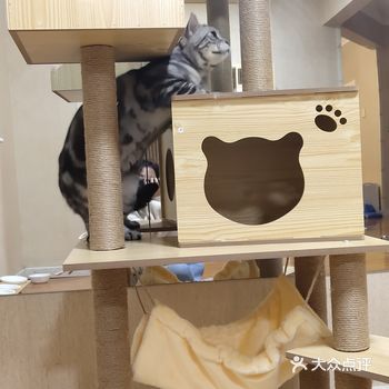 新开的猫舍工作室，老板是两个小姐姐，都很喜欢猫