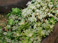 -悦哉·派对·草坪婚礼·围炉煮茶(三圣乡店)
