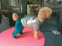 -瑞派宠物医院·24小时骨科·心脏·核磁(哈尔滨南岗店)