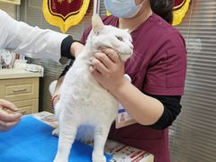 -芭比堂宠物医院·全科爱猫医院·仁德分院