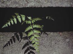 -九曜山