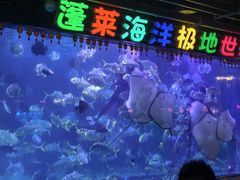 -蓬莱欧乐堡海洋极地世界