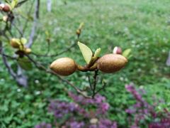 -雅安楠水阁温泉酒店