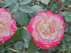 -人民公园(罗湖区)