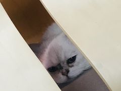 -喵屿·大理花园猫咖