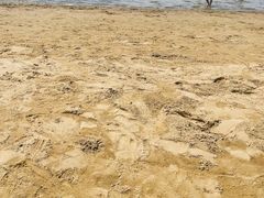 -碧海金沙