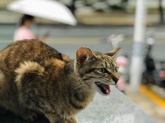-东角头(地铁站)