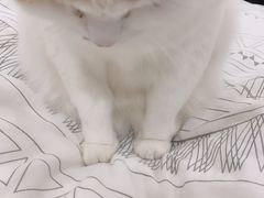 -瑞派天使宠物医院·神经外科·骨科·核磁(洛川中路店)