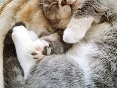 -共舞时光猫咖·狗咖(新街口店)