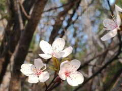 -八大山人梅湖景区