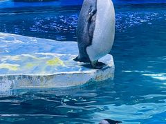 -上海海昌海洋公园