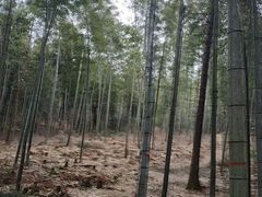 -午潮山国家森林公园
