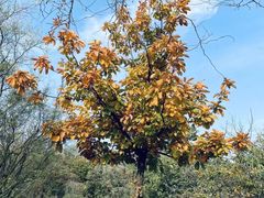 -鹫峰国家森林公园