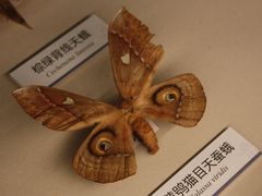 -四川大学博物馆