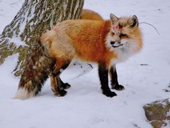 -宫城藏王狐狸村