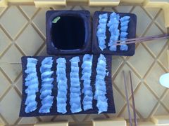 -斐济双桅帆船外岛一日游 浮潜 海钓 Tinhao号