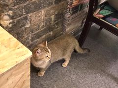 -猫色咖啡·猫咖