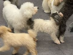-有喵·猫咖·狗咖·30几只猫10只小狗(岗厦店)