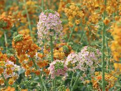 -中国天府农业博览园