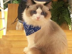 -喵喵咪呀布偶猫咖(春熙路店)