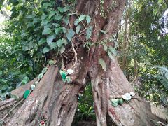 -呀诺达热带雨林