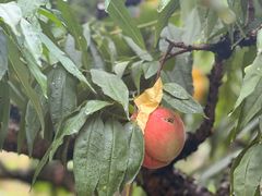 -南汇水蜜桃采摘(大团店)