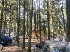 -重庆睡佛山森林公园