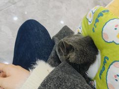 -贝康宠物医院·犬猫全科·小动物特色诊疗中心(东环路店)