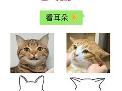-lincat·猫舍(广州店)