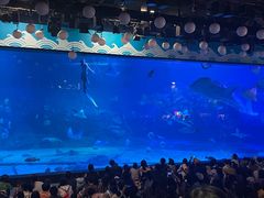 -烟台海昌鲸鲨海洋公园